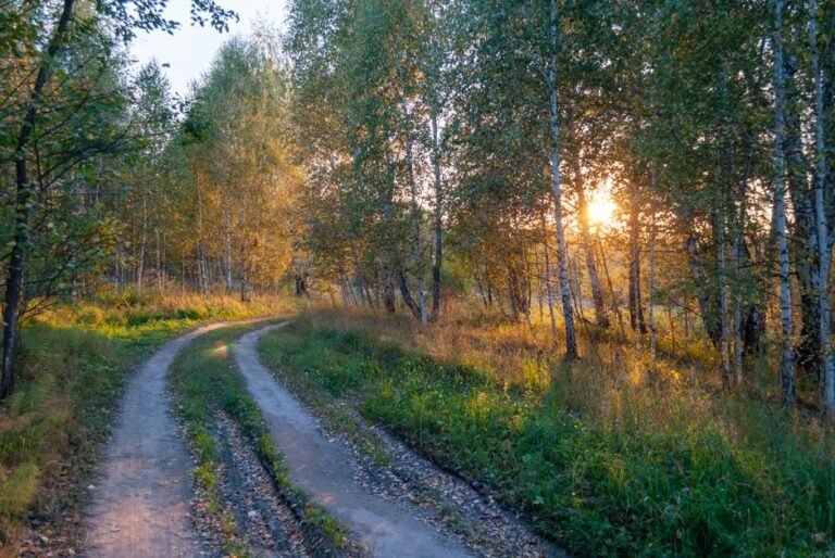 Chemin sinueux traversant une forêt de bouleaux au soleil couchant