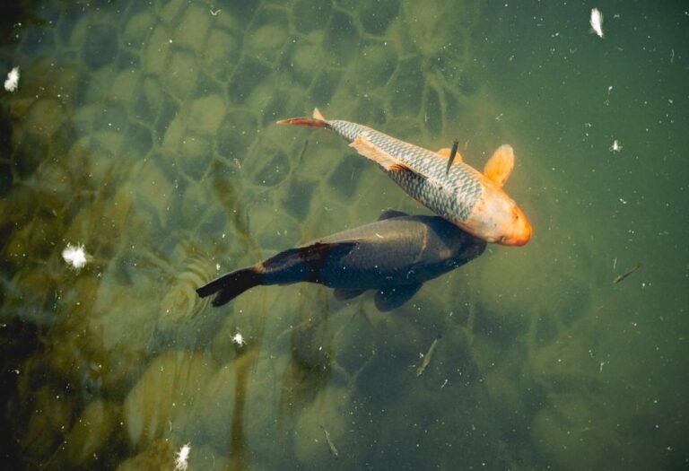 Deux carpes koï nageant dans un bassin, symbole des Poissons