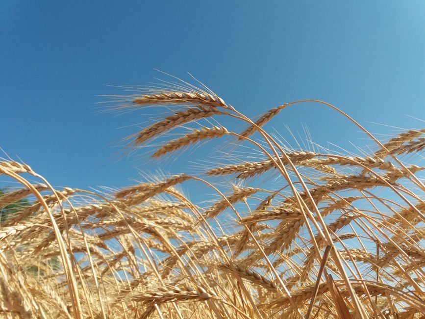 Gros plan sur des épis de blé dorés