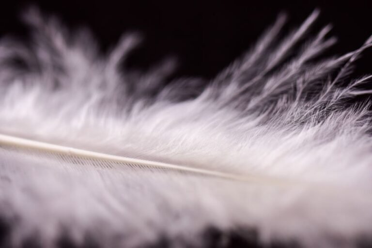Plume blanche délicate sur fond sombre