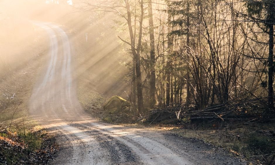 Sentier forestier illuminé par les rayons du soleil dans la brume