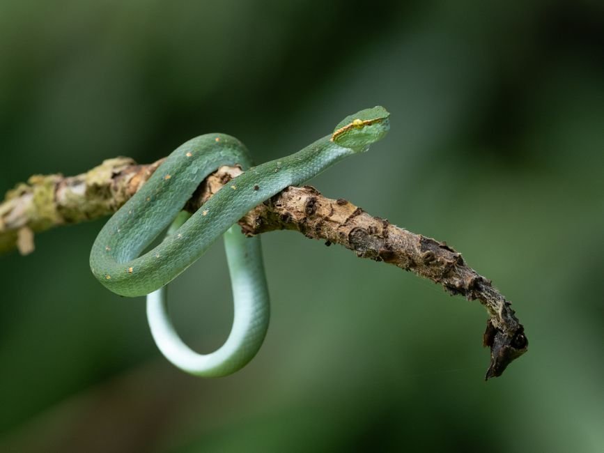 Serpent en gros plan dans la nature