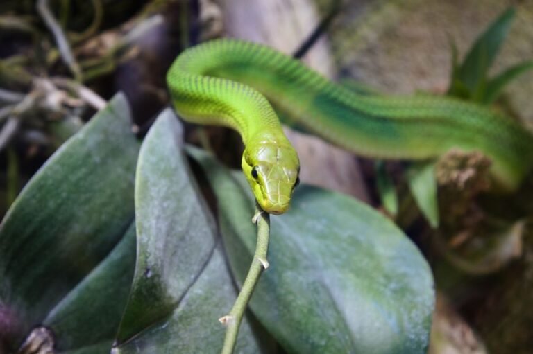 Serpent vert sur une feuille